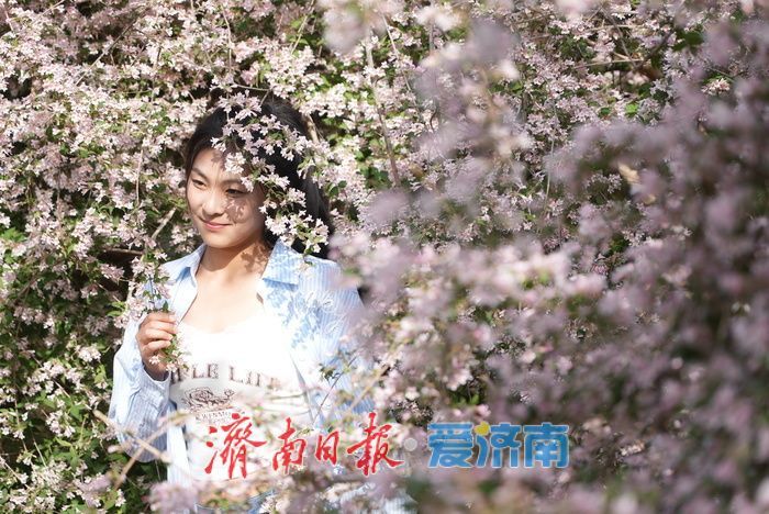 如霞似锦，济南泉城公园珍稀花木猬实进入盛花期