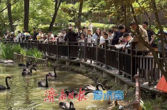 五一假期济南野生动物世界迎客流高峰 游客与动物“亲密接触”欢乐多