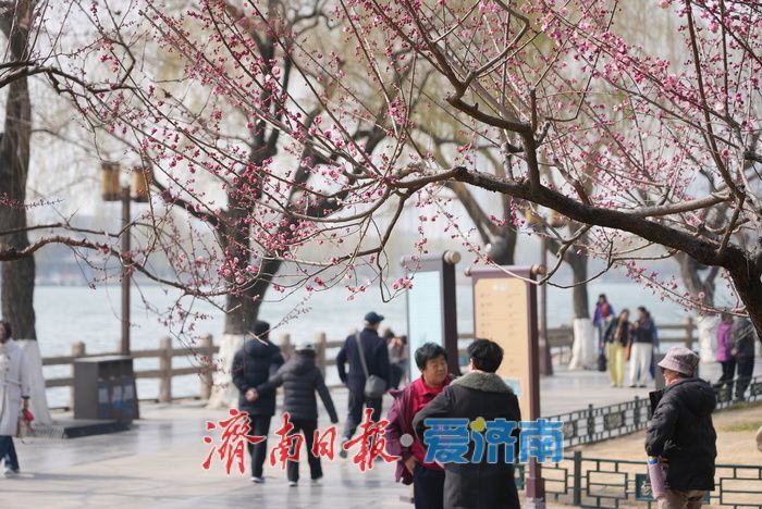 济南大明湖畔玉兰花红梅竞放 春日盛景引游客打卡