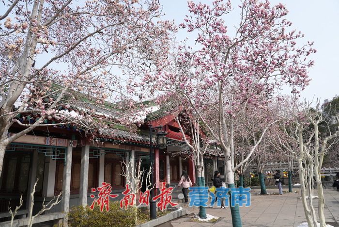 寒潮已过，趵突泉畔玉兰花静待盛放