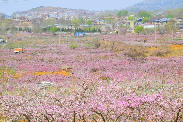 满树粉黛迷人眼，济南现实版“桃花源”等你来打卡