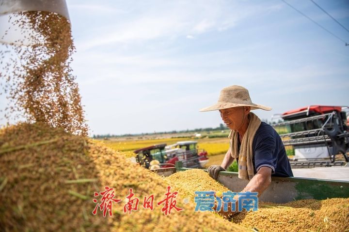 趵眼丨从一季夏收，窥见济南现代农业崛起之路