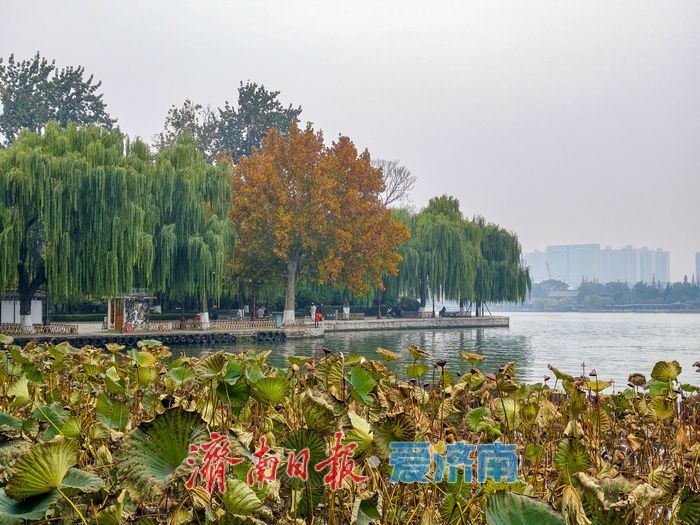 一年四季 泉在济南丨立冬时节，明湖残荷别样美