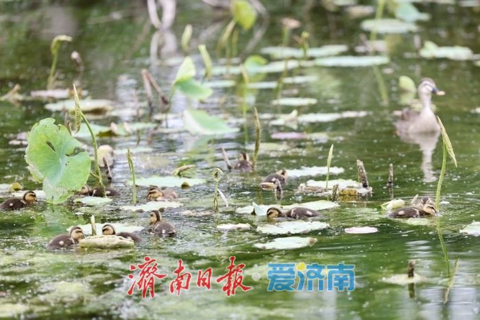 济南大明湖现温馨一幕 大斑嘴鸭带11只雏鸭水中觅食