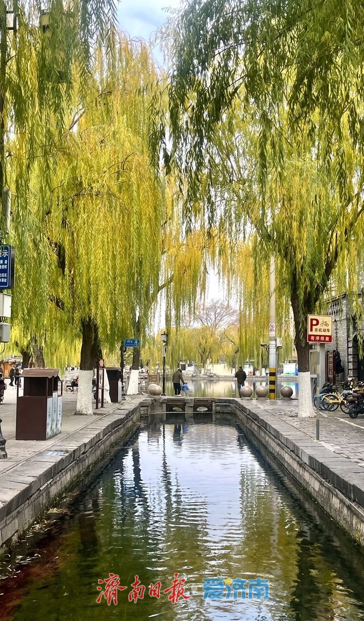 冬日限定：济南百花洲“金柳映湖”引客来