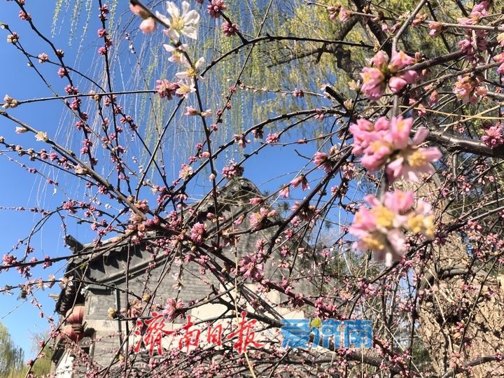 明湖春日小景多姿多彩，你动心了吗？