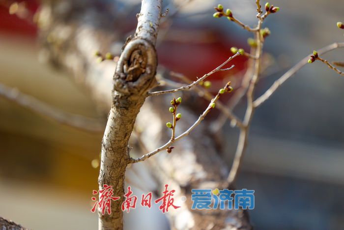 五龙潭公园春意盎然，市民游客共赏春光