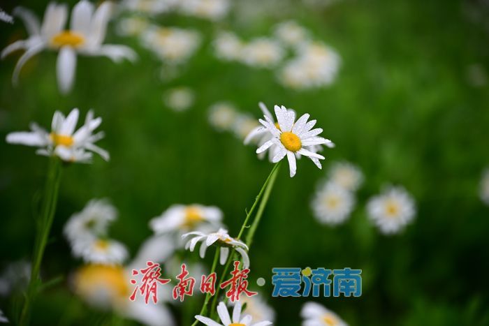 一年四季 泉在济南丨雨后济南森林公园美如画：雏菊带露，市民乐享清新