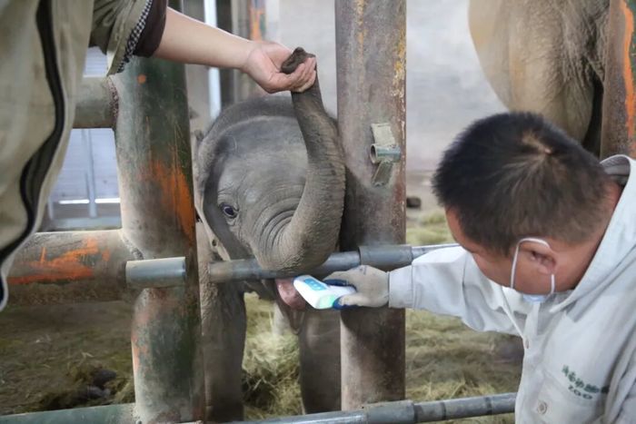 济南动物园网红小象“出街”时间确定，快去和它见面吧！
