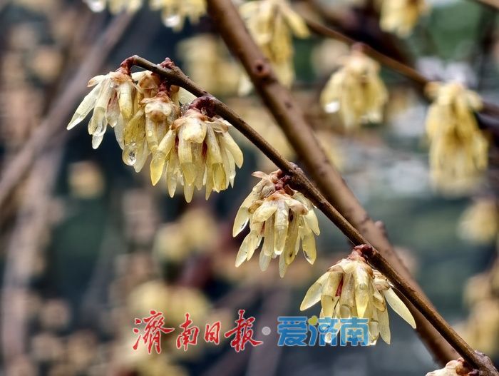 一年四季 泉在济南丨雪后蜡梅，藏在济南的春日浪漫