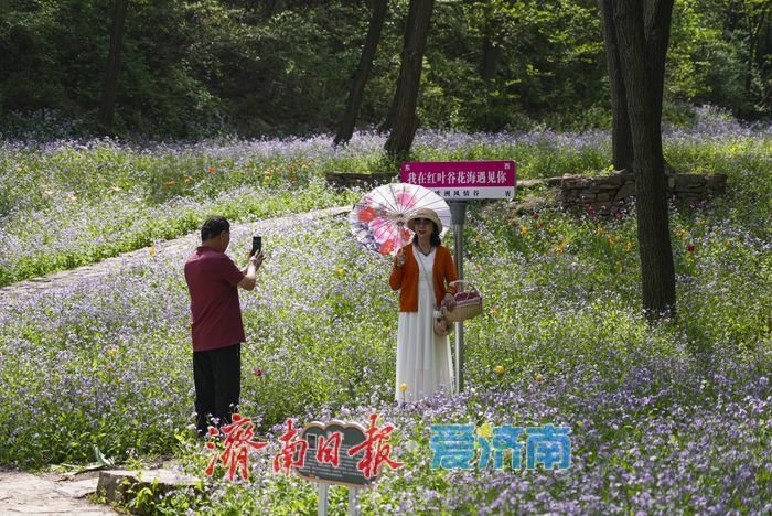 春日限定紫色浪漫！红叶谷二月兰进入最佳观赏期