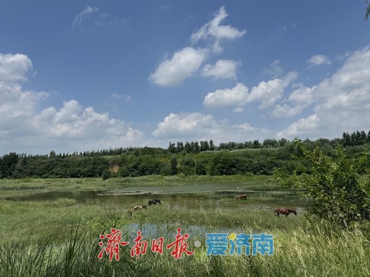 玉符河畔现草原风光 群马悠闲食草美如画