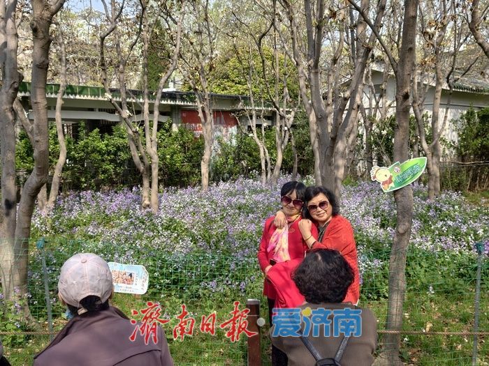 一年四季 泉在济南丨春日限定！百花公园二月兰盛放