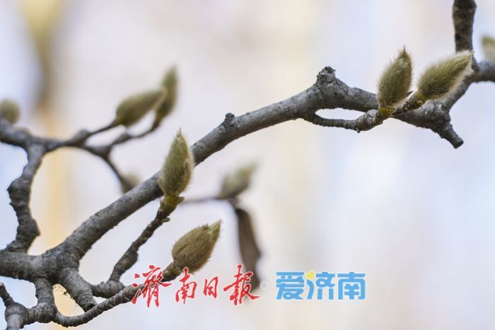 济南百花公园玉兰“含苞待放”