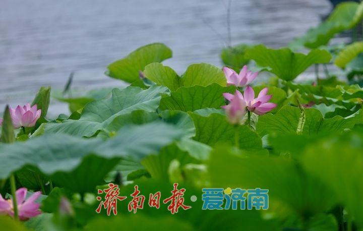 一年四季 泉在济南丨大明湖荷花盛开 游客纷至沓来打卡赏景