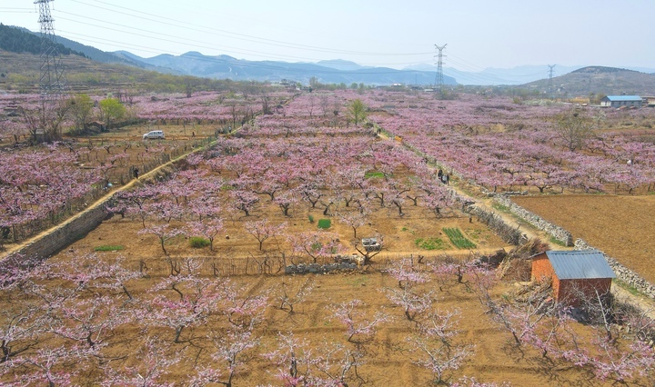 满树粉黛迷人眼，济南现实版“桃花源”等你来打卡