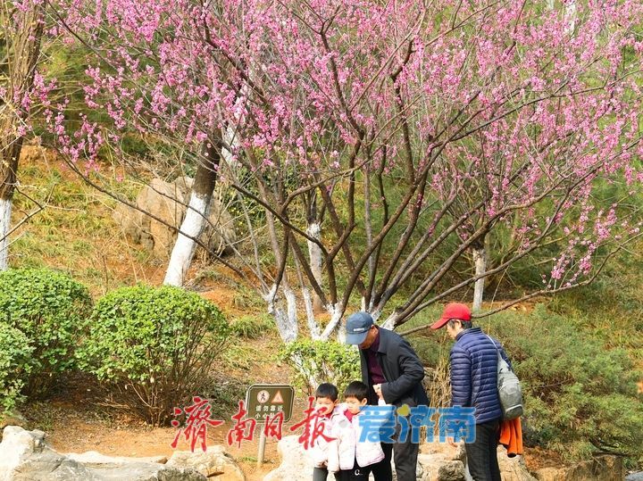 一年四季 泉在济南丨春日“香”约佛慧山，梅开溪畔花满枝