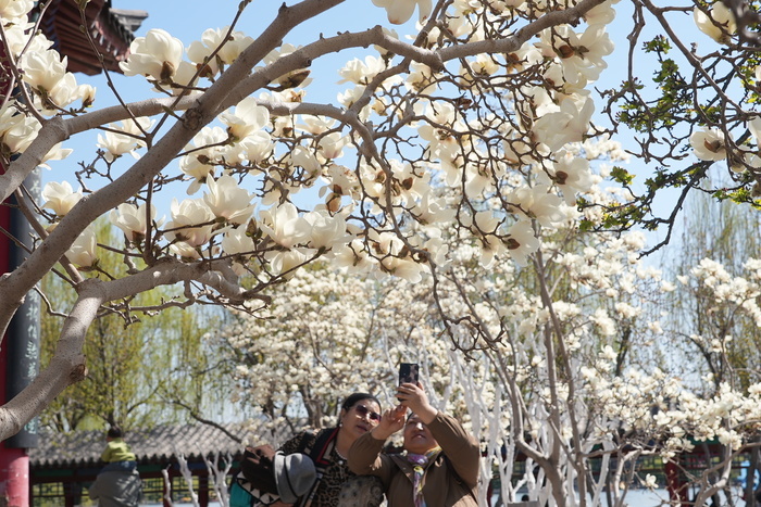 春光明媚 大明湖畔桃红柳绿 赏花正当时