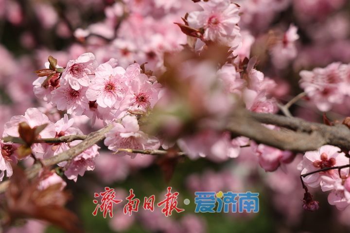 趵突泉春意浓 美人梅盛放醉游人