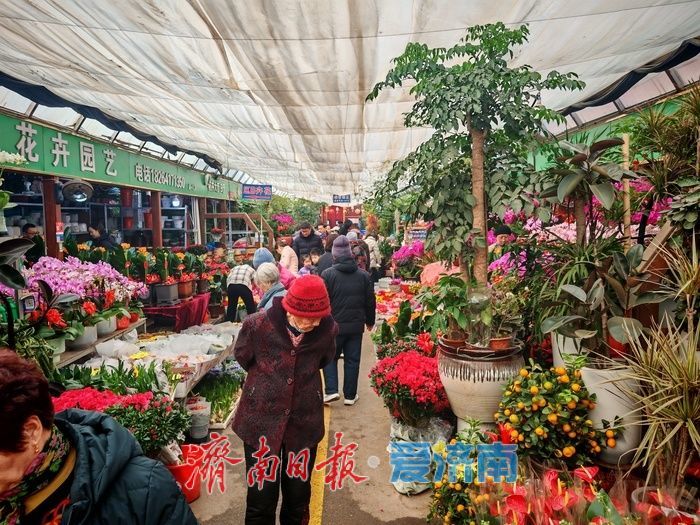 年宵花、观赏鱼销售升温 济南花鸟市场迎来节前采购“热”