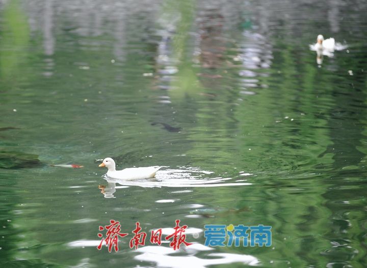 29.15米！水位连涨，“趵突腾空”活力十足