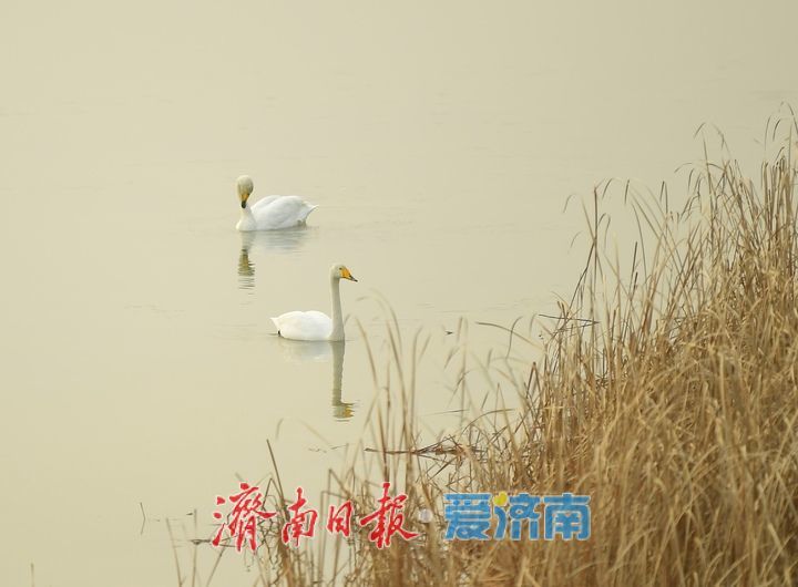 泉城年味气氛组已就位，是“蛇”候过年啦！