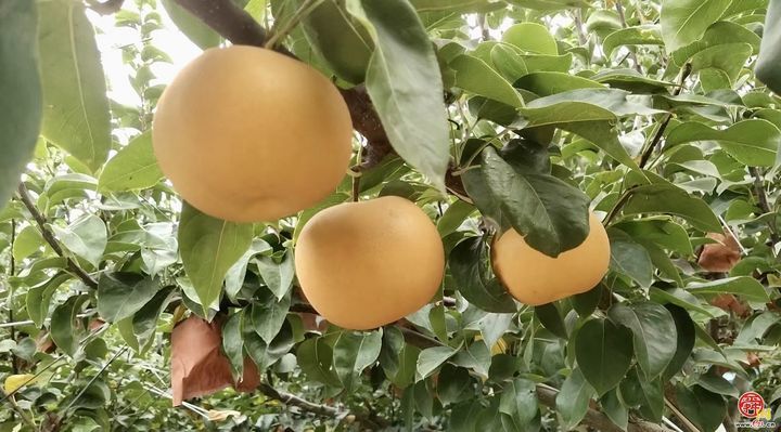 金秋摘果去哪？第二届济南特色林果嘉年华“泉果赴秋 甜趣泉城”采摘季指南来啦