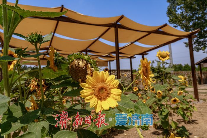 济南历城朱家庄向日葵盛放，点亮盛夏色彩