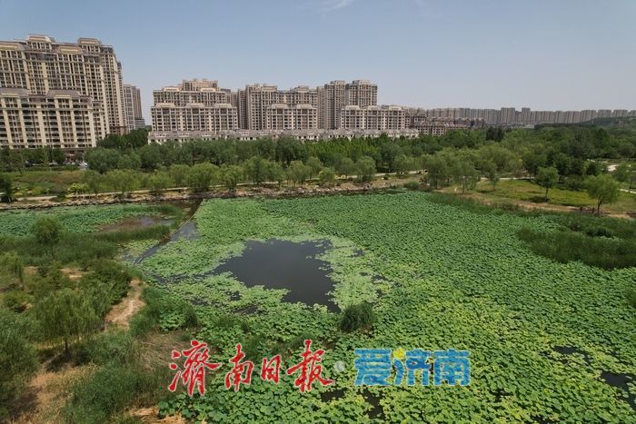 碧叶摇曳待花开