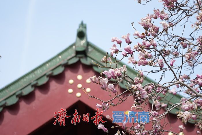 寒潮已过，趵突泉畔玉兰花静待盛放