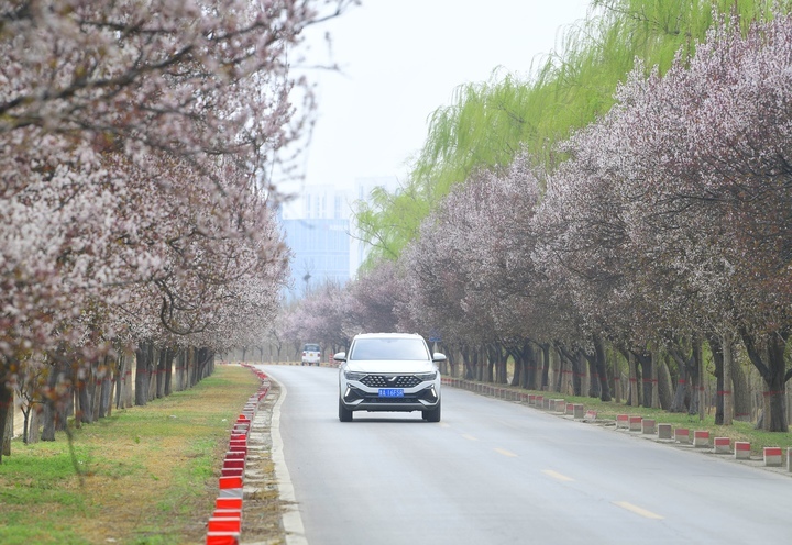 一路繁花醉人心，济南黄河畔“樱花大道”等你来打卡