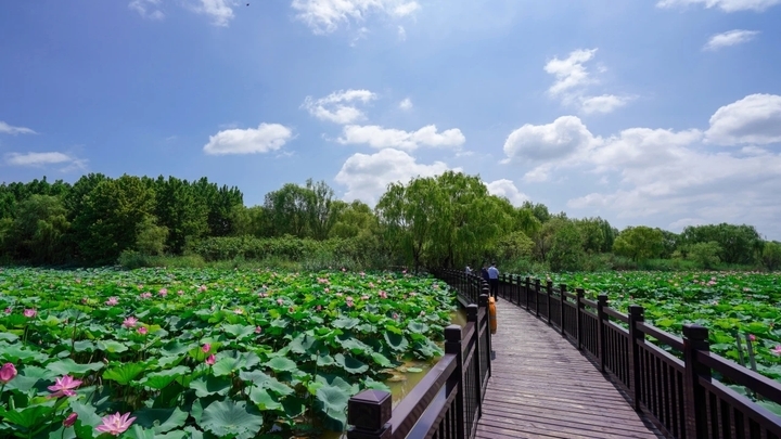 荷花盛开 夏意满塘！济西湿地展夏日绚丽画卷