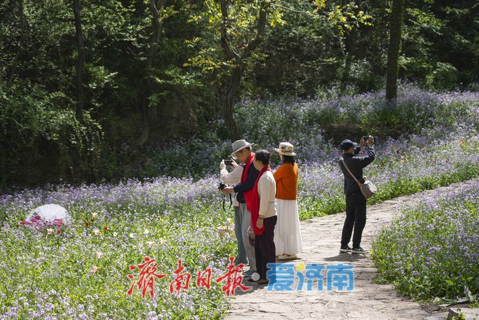 春日限定紫色浪漫！红叶谷二月兰进入最佳观赏期