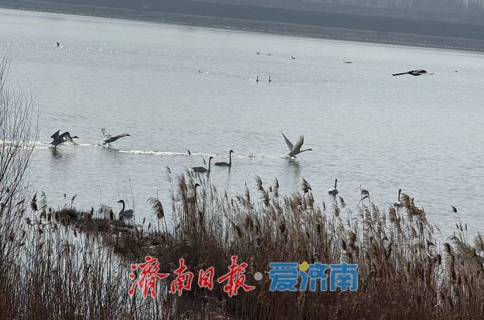 这群“精灵”，将在济南过大年