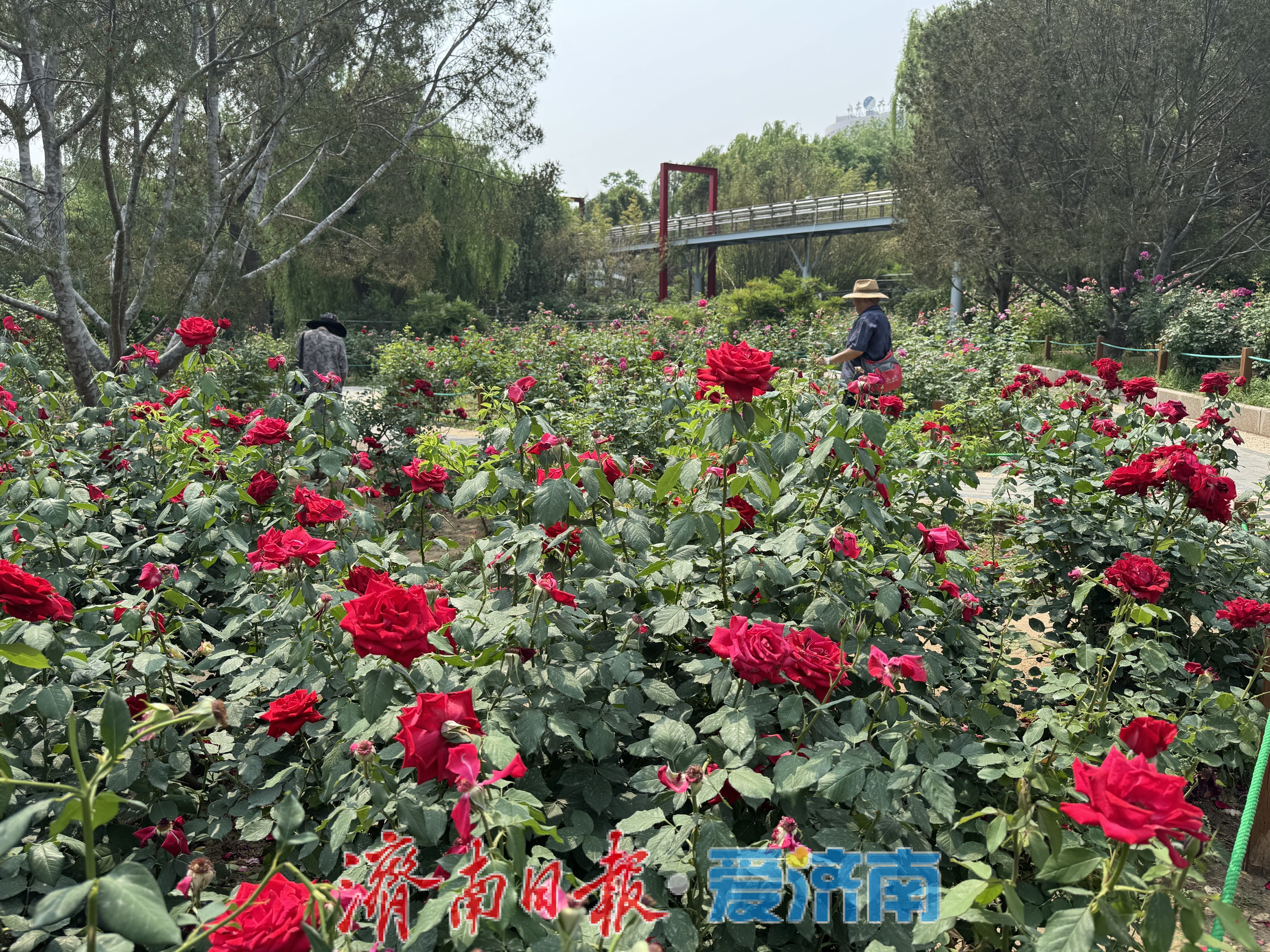 泉城公园月季园花开正艳，游客尽享浪漫花事