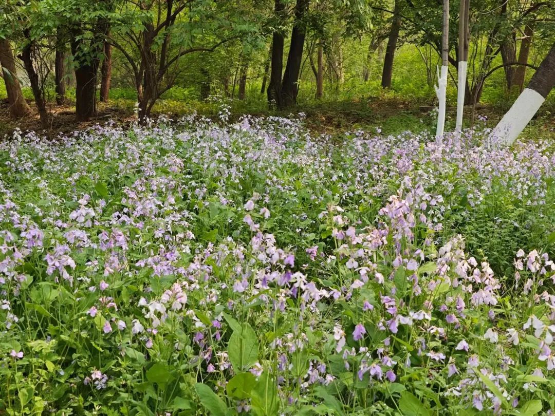 三月三，上春山！千佛山庙会攻略来了！