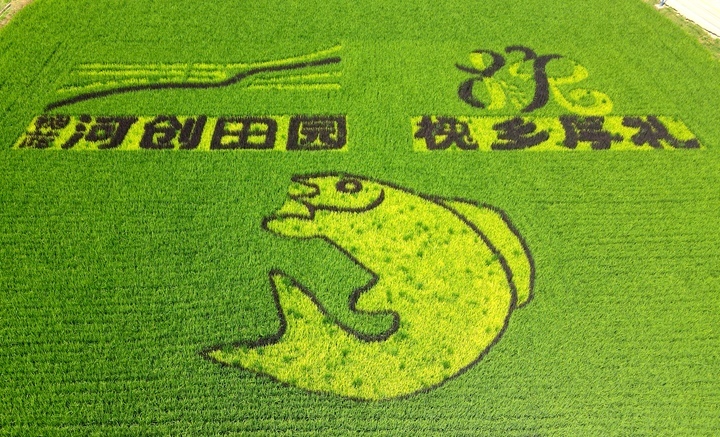 “稻田画”扮靓初秋泉城乡村