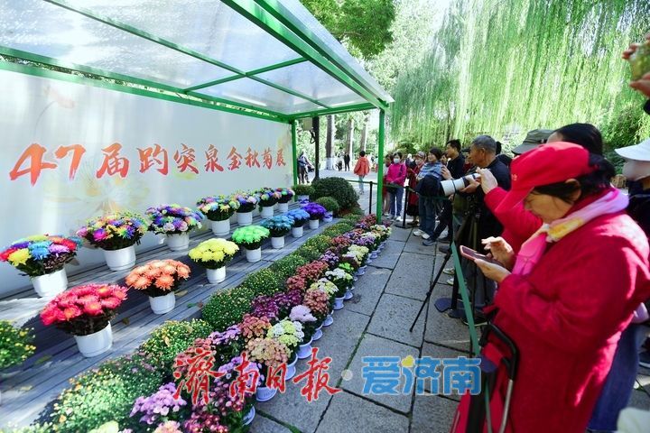 趵突流芳·菊绘华章，济南市第47届趵突泉金秋菊展加载进度90%！
