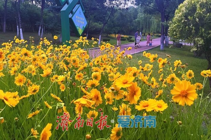 一年四季 泉在济南丨金鸡菊盛放，绘就初夏金色花海