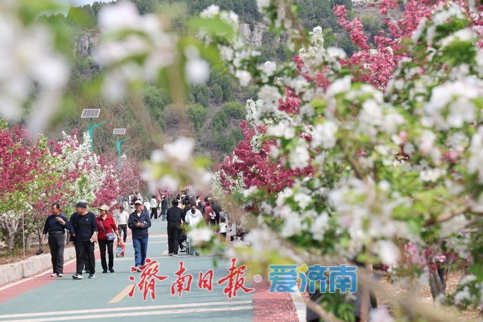 千亩海棠盛放寄母山 赏花经济激活乡村增收