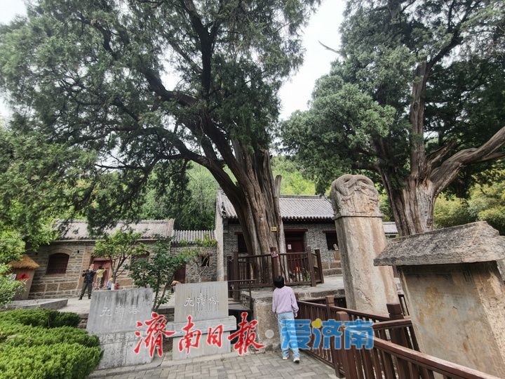 千年古柏成假期热门打卡点
