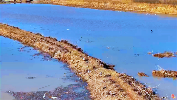 鹊华冬韵—“天鹅湖”