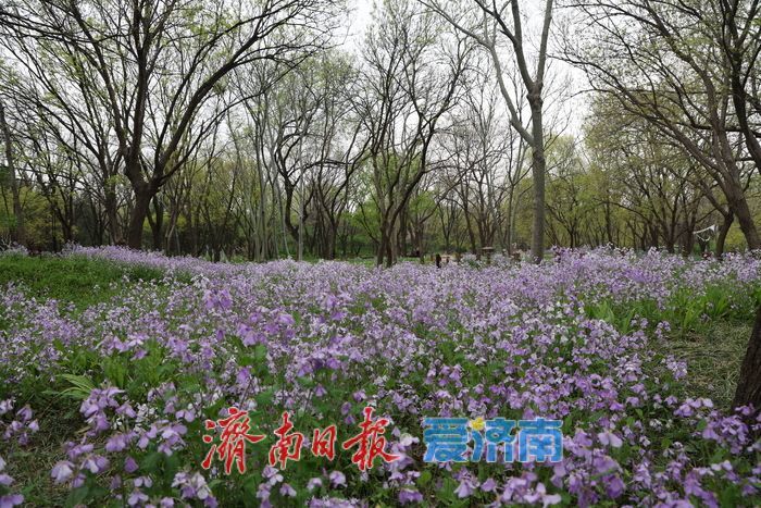 一年四季 泉在济南丨美翻了！千佛山二月兰盛开铺就“紫色海洋”