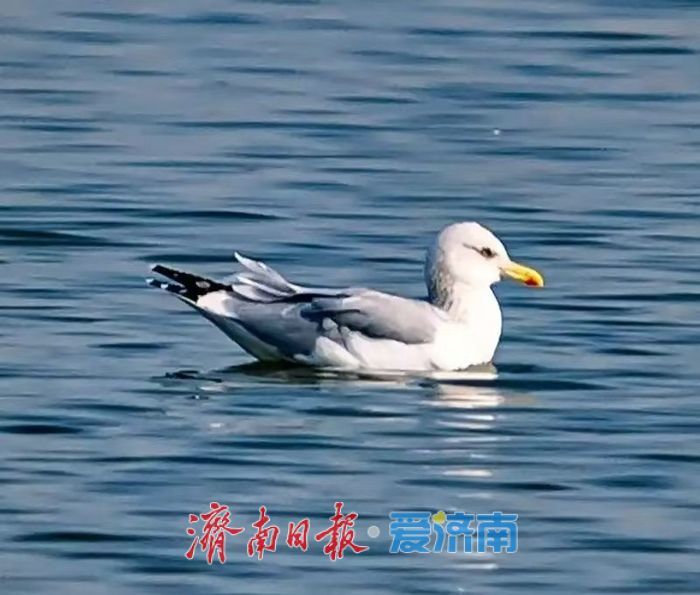 神奇动物在济南，秒变城市“代言人”