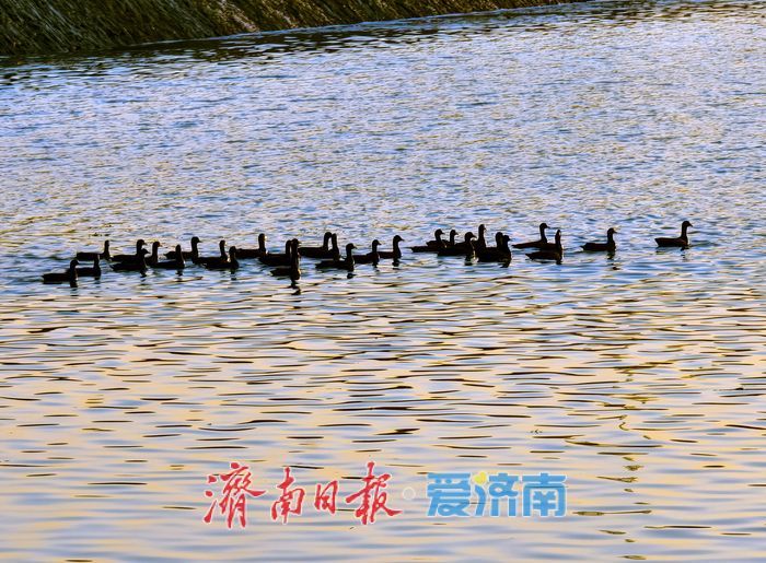 大批白骨顶鸡“组团”抵达嬴汶河 准备越冬