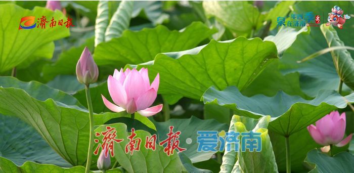 不花一分钱！济南这些绝美赏荷地，错过等一年！