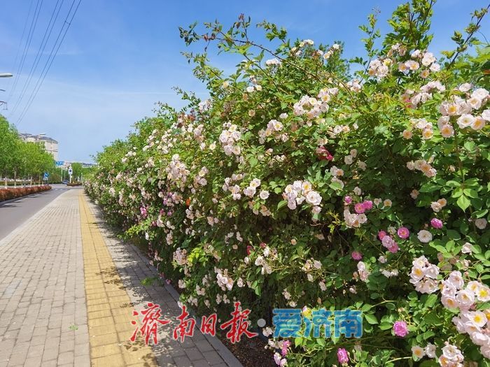 一年四季 泉在济南｜蔷薇“花廊”邂逅春日浪漫