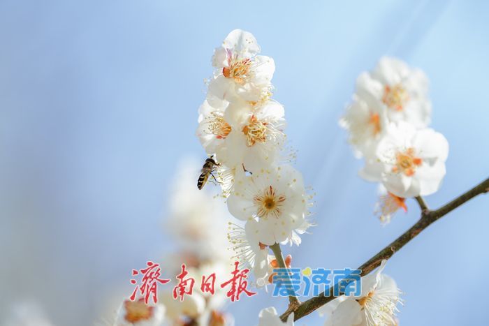 一年四季 泉在济南丨迎春花、玉兰、梅花竞相绽放，泉城公园一派春意盎然