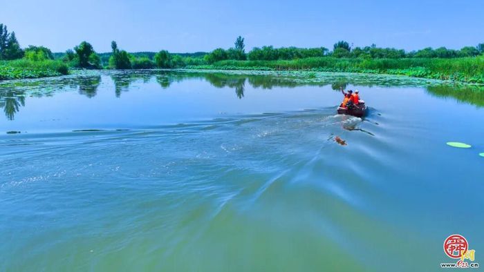 山东唯一入选国家重要湿地名单——章丘区白云湖湿地
