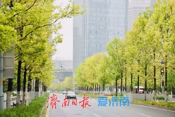 一年四季 泉在济南｜雨润娜塔栎 城市街头尽显绿意风情